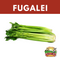 Celery Loose EXP Per kg  "PICKUP FROM FARMER JOE SUPERMARKET FUGALEI ONLY"